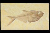 Diplomystus Fossil Fish - Wyoming #116770-1